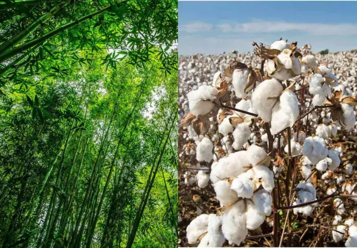 Forêt de bambous luxuriante à gauche, champ de coton blanc à droite. La viscose de bambou, une alternative douce et écologique.