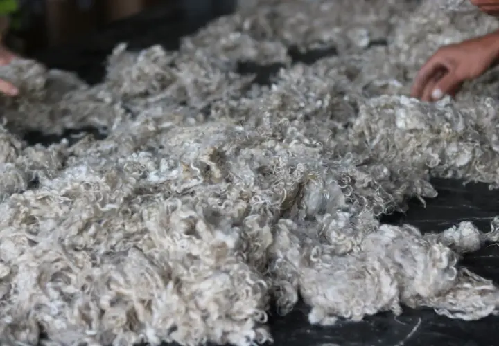 Un tas de poil de chèvre angora, doux et bouclé, prêt à être transformé en fil.