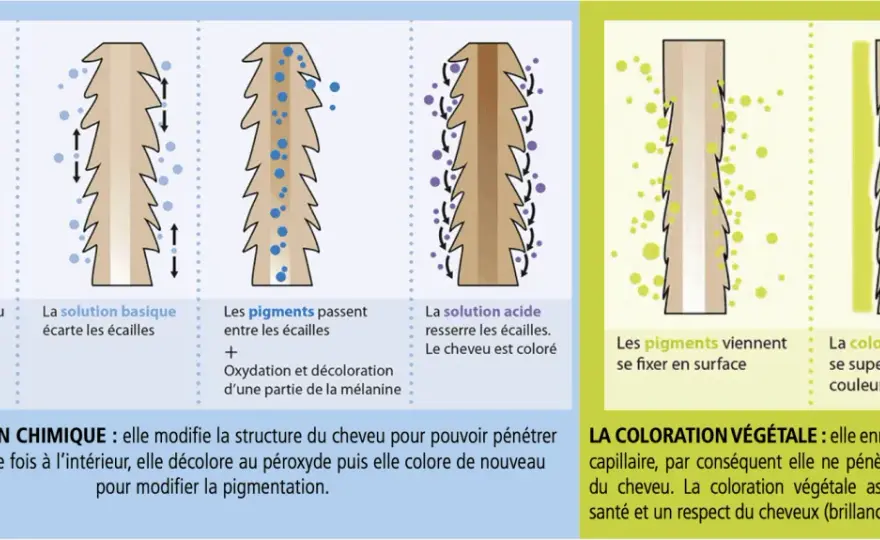 Teinture végétale - Maîtrisez les secrets d'une couleur réussie